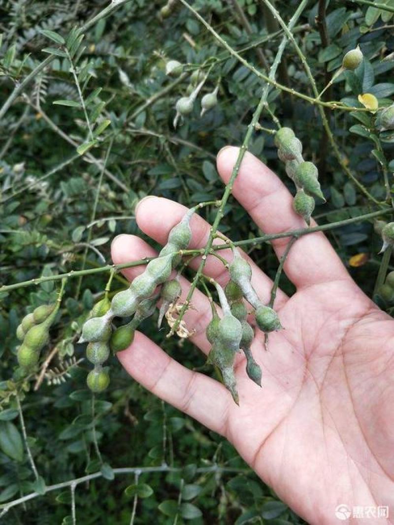 山豆根种子颗粒饱满全国包邮基地直销欢迎采购