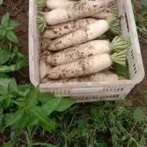 白萝卜，出货快，量大