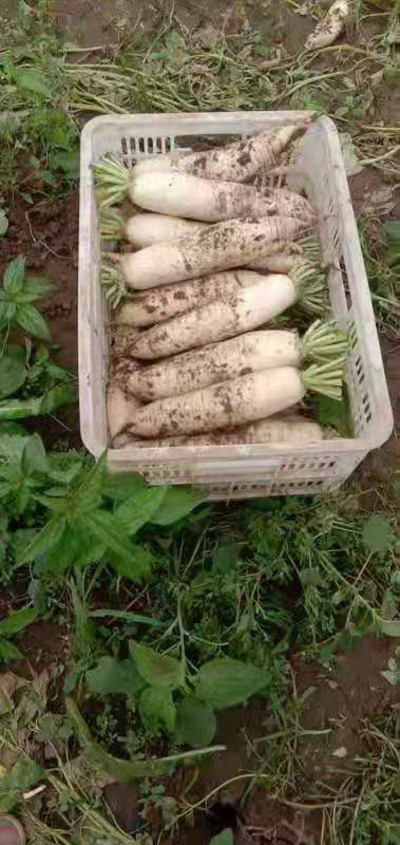 白萝卜，出货快，量大