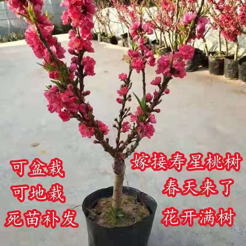 盆栽矮化寿桃苗四季盆景桃苗盘桃长寿桃盆栽桃树苗盆栽寿桃苗