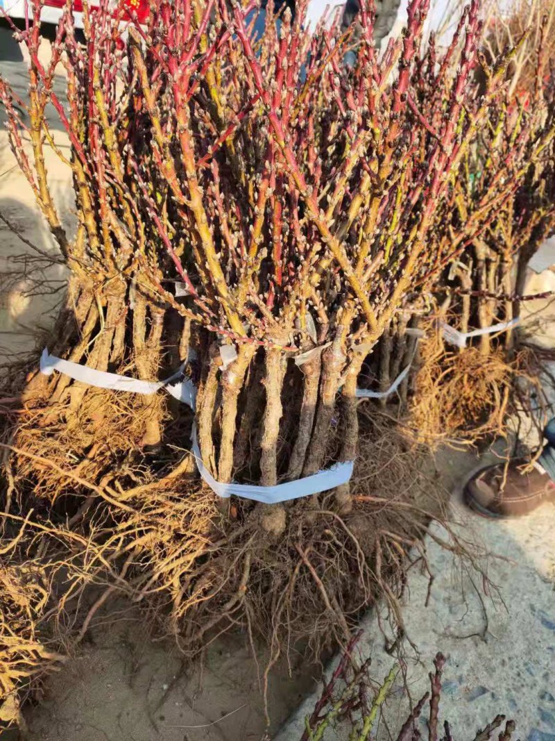 盆栽矮化寿桃苗四季盆景桃苗盘桃长寿桃盆栽桃树苗盆栽寿桃苗