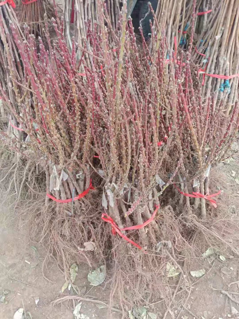 盆栽矮化寿桃苗四季盆景桃苗盘桃长寿桃盆栽桃树苗盆栽寿桃苗