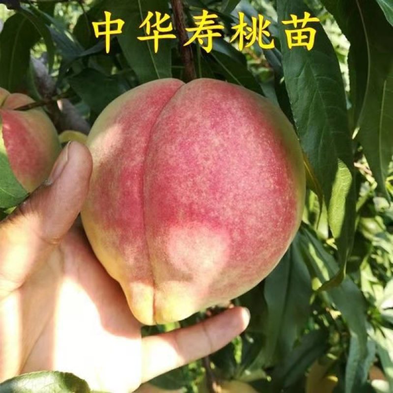 盆栽矮化寿桃苗四季盆景桃苗盘桃长寿桃盆栽桃树苗盆栽寿桃苗