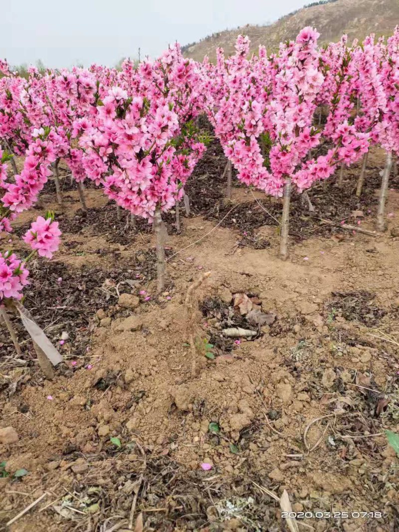 盆栽矮化寿桃苗四季盆景桃苗盘桃长寿桃盆栽桃树苗盆栽寿桃苗