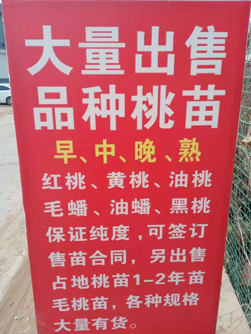 盆栽矮化寿桃苗四季盆景桃苗盘桃长寿桃盆栽桃树苗盆栽寿桃苗