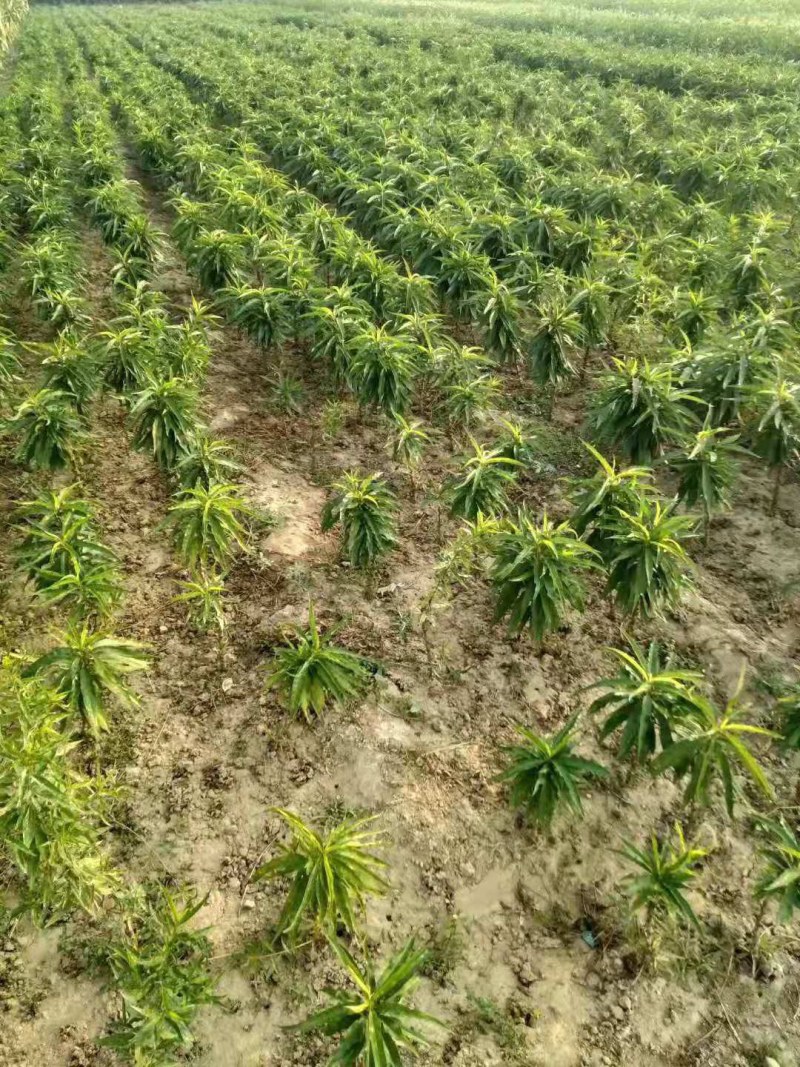 盆栽矮化寿桃苗四季盆景桃苗盘桃长寿桃盆栽桃树苗盆栽寿桃苗