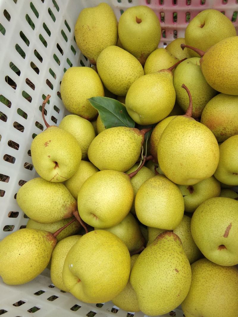 雅安市汉源县光果鸭梨和套袋鸭梨350--400g