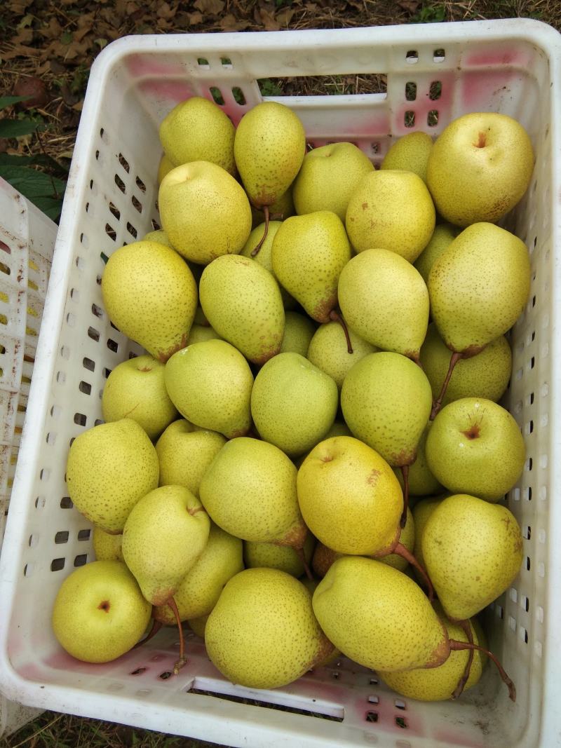 雅安市汉源县光果鸭梨和套袋鸭梨350--400g