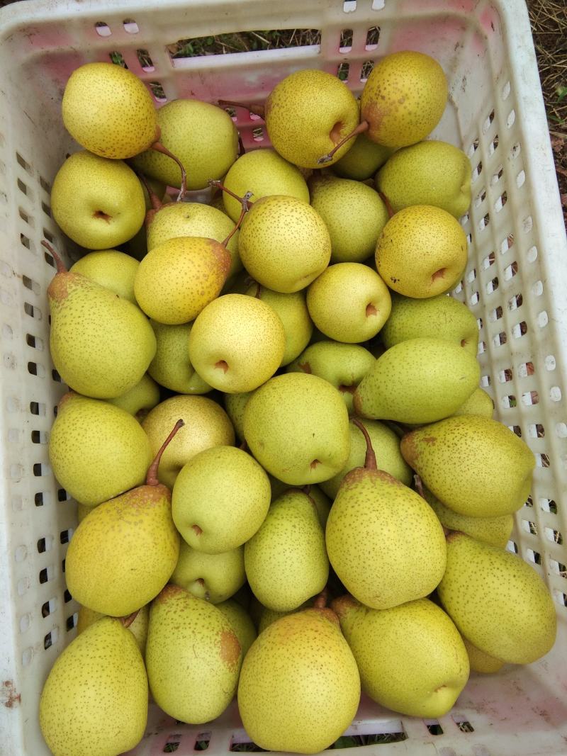 雅安市汉源县光果鸭梨和套袋鸭梨350--400g