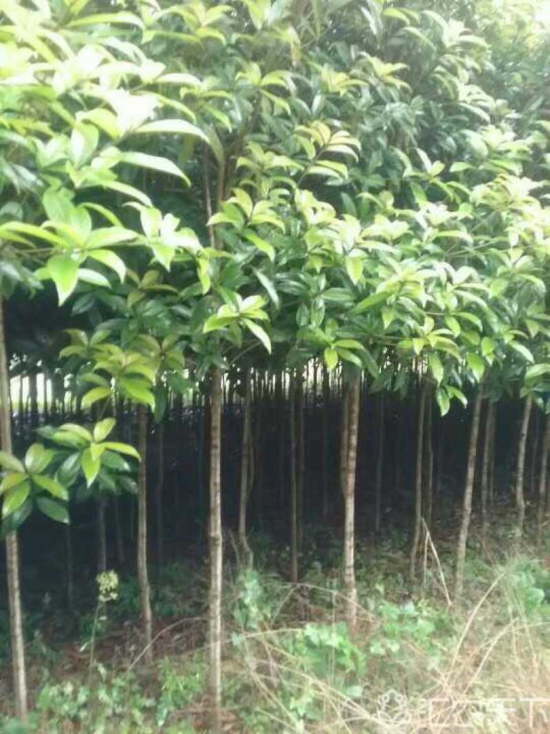 咸宁百桂园基地大量出售，4公分桂花树，品质好，价格低。