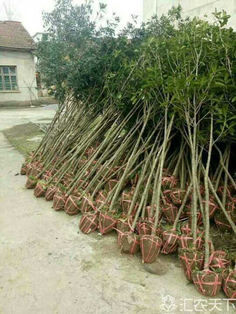 咸宁百桂园基地大量出售，4公分桂花树，品质好，价格低。