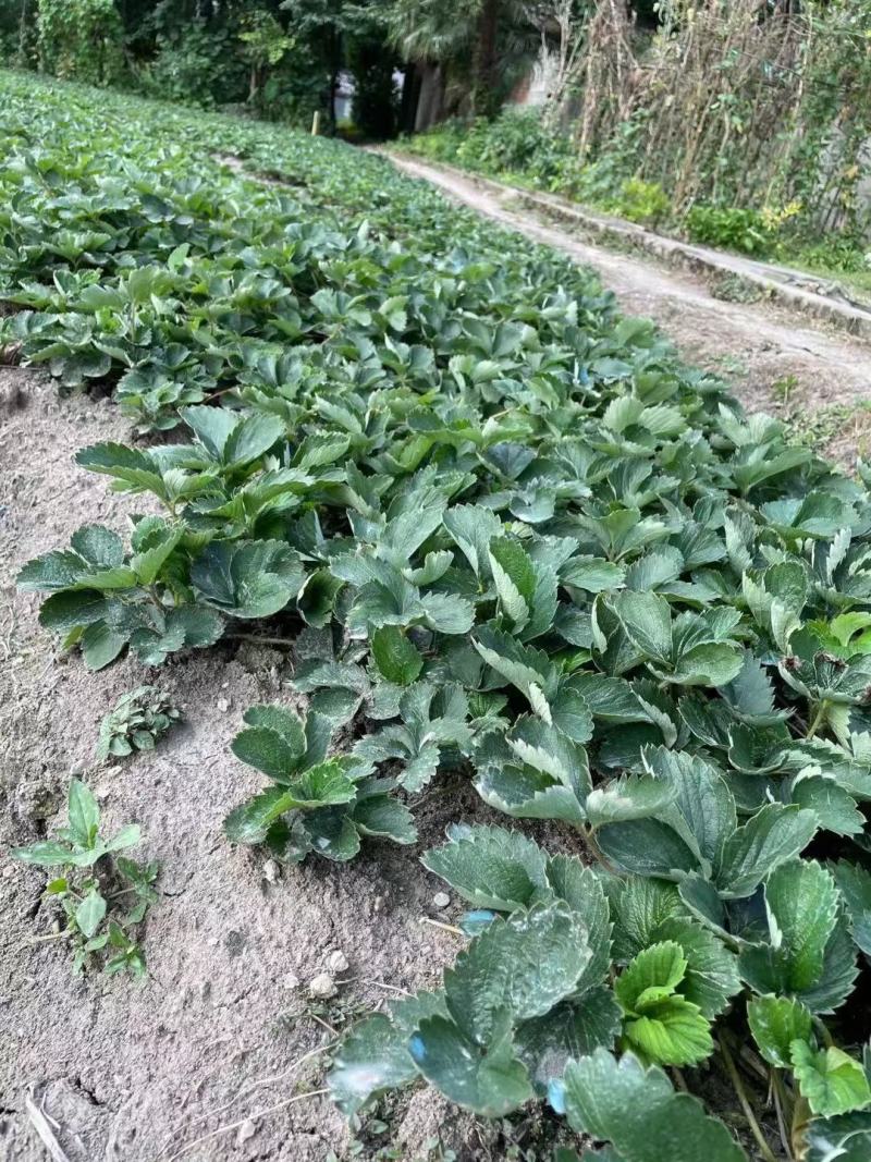 草莓苗，大叶红颜种苗。红颜，草莓种苗，红颜草莓种苗。