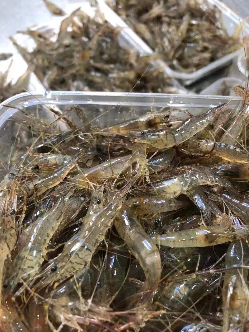 小河虾，小土虾，青虾，活冻品质，自然生态补捞，产地，广东