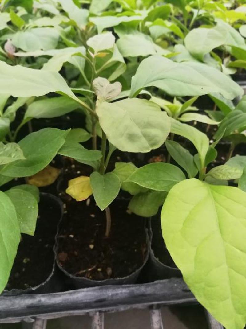 三角梅种子叶子花种子盆栽花卉藤本盆景重瓣花卉种子
