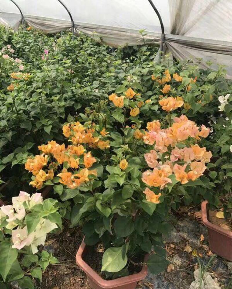 三角梅种子叶子花种子盆栽花卉藤本盆景重瓣花卉种子