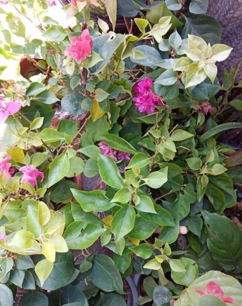 三角梅种子叶子花种子盆栽花卉藤本盆景重瓣花卉种子