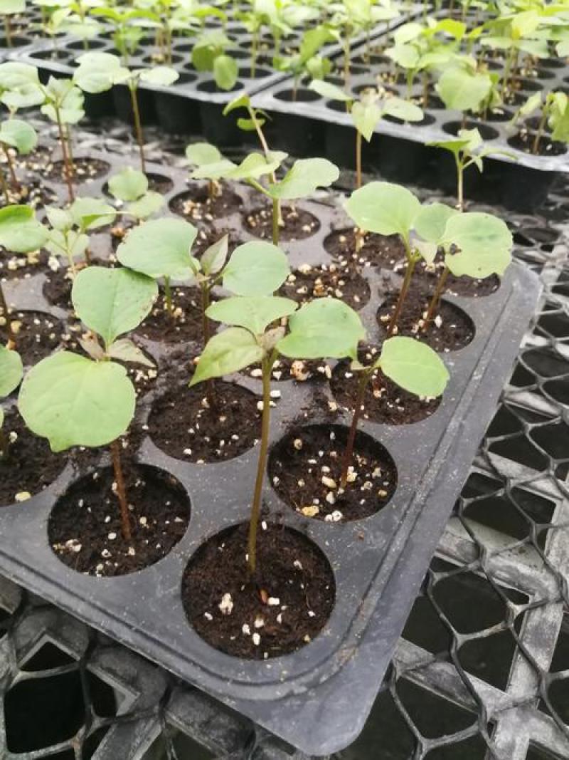 三角梅种子叶子花种子盆栽花卉藤本盆景重瓣花卉种子
