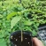三角梅种子叶子花种子盆栽花卉藤本盆景重瓣花卉种子
