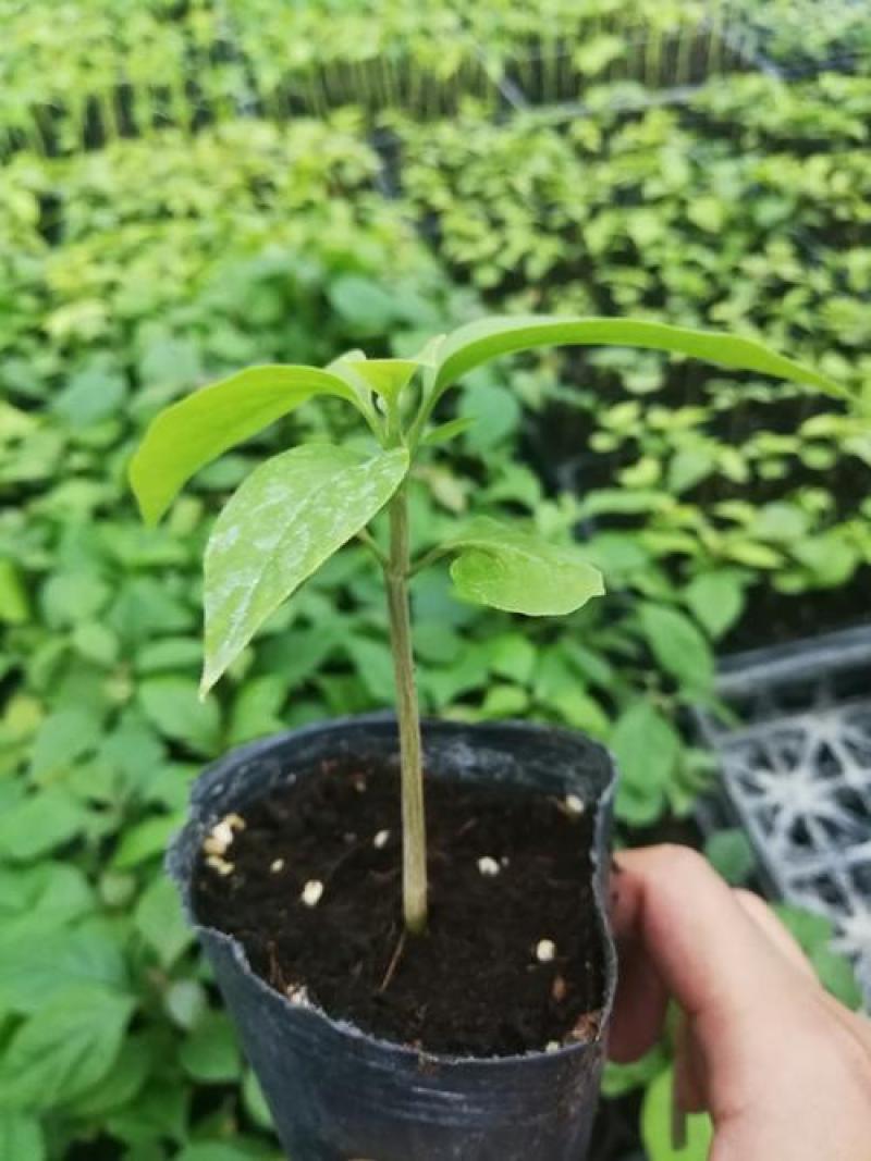 三角梅种子叶子花种子盆栽花卉藤本盆景重瓣花卉种子