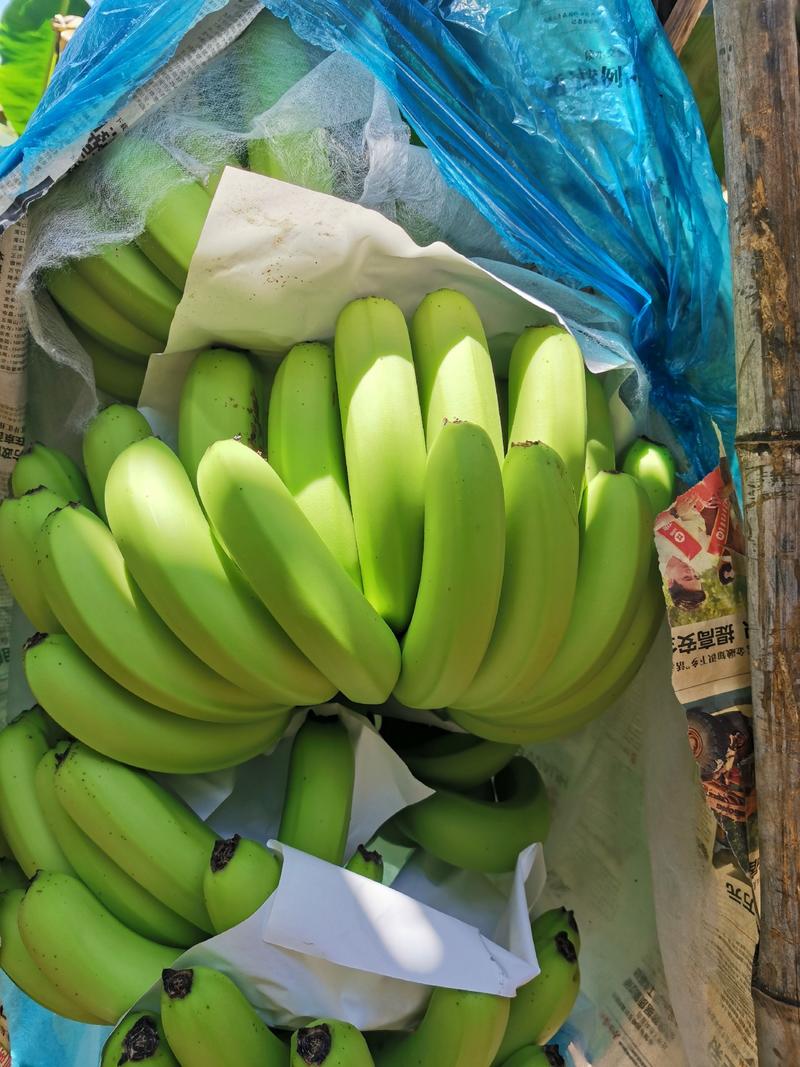【精品批发】香蕉，苹果香蕉，巴西香蕉粉蕉口感好产地直供
