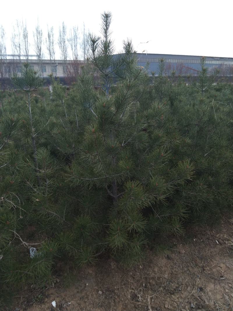 1米5白皮松上车付款，无压金