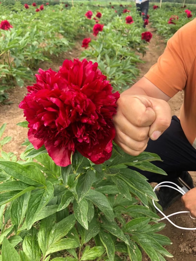 芍药，荷兰进口芍药，进口切花品种荷兰芍药鲜切花品种