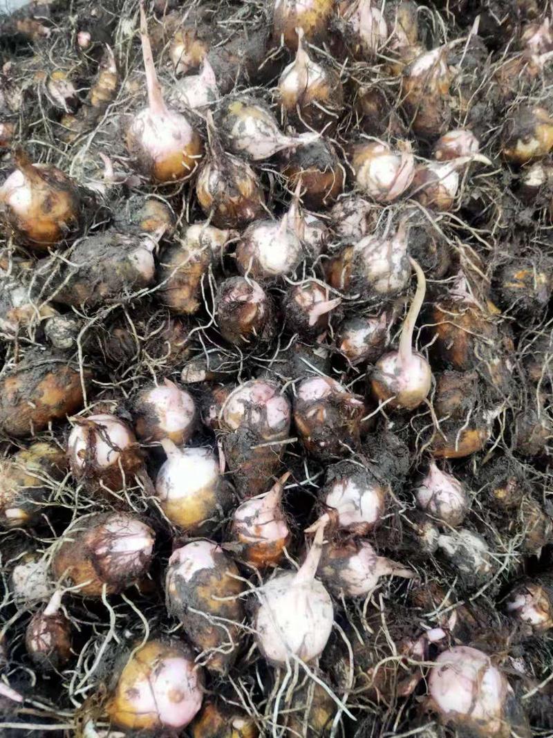 金华永康新鲜红芽芋，基地供货，现挖现发，量大从优，质优