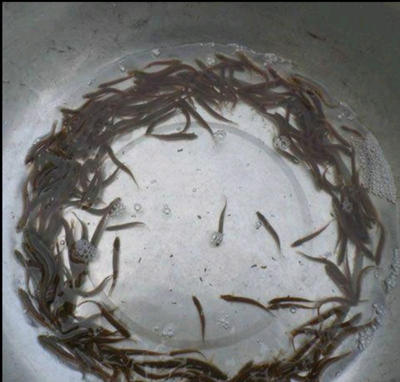泥鳅水花苗台湾泥鳅水花苗小泥鳅苗泥鳅孵化苗台湾大泥鳅种才