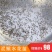 泥鳅水花苗台湾泥鳅水花苗小泥鳅苗泥鳅孵化苗台湾大泥鳅种才