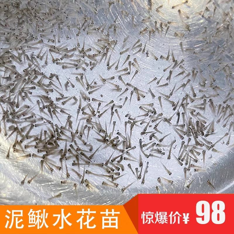 泥鳅水花苗台湾泥鳅水花苗小泥鳅苗泥鳅孵化苗台湾大泥鳅种才