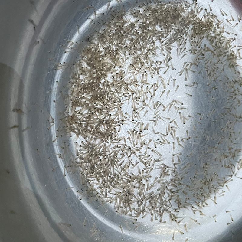 泥鳅水花苗台湾泥鳅水花苗小泥鳅苗泥鳅孵化苗台湾大泥鳅种才