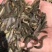 泥鳅水花苗台湾泥鳅水花苗小泥鳅苗泥鳅孵化苗台湾大泥鳅种才