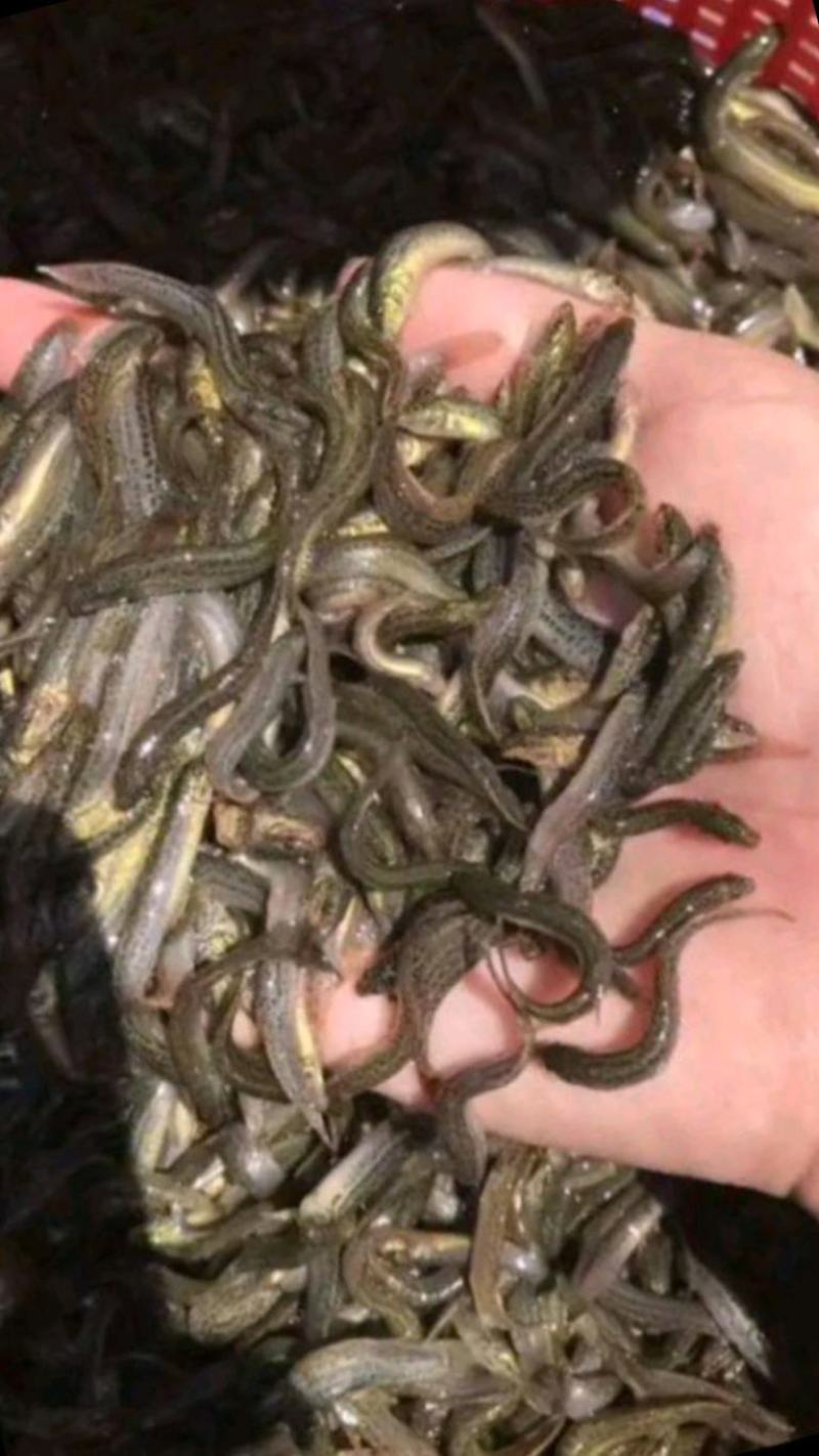 泥鳅水花苗台湾泥鳅水花苗小泥鳅苗泥鳅孵化苗台湾大泥鳅种才