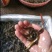 泥鳅水花苗台湾泥鳅水花苗小泥鳅苗泥鳅孵化苗台湾大泥鳅种才
