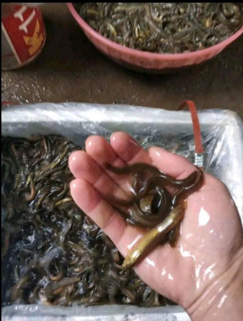 泥鳅水花苗台湾泥鳅水花苗小泥鳅苗泥鳅孵化苗台湾大泥鳅种才