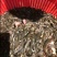 泥鳅水花苗台湾泥鳅水花苗小泥鳅苗泥鳅孵化苗台湾大泥鳅种才