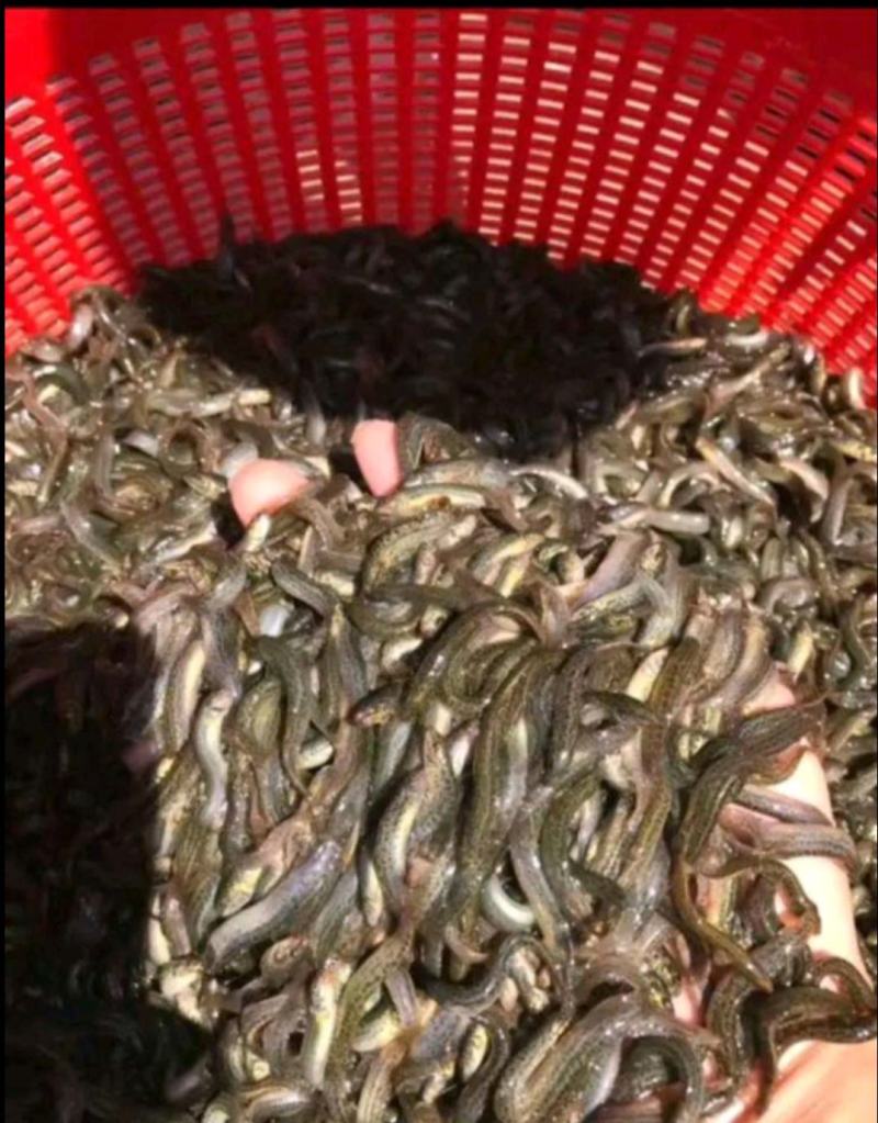 泥鳅水花苗台湾泥鳅水花苗小泥鳅苗泥鳅孵化苗台湾大泥鳅种才