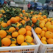 【原产地】湖北新鲜早熟蜜橘现摘现发批发量大全国发货