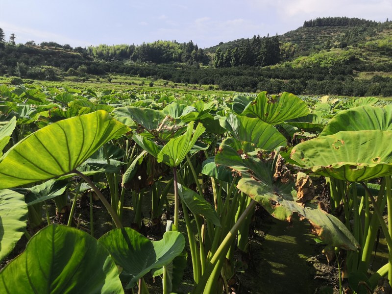 8月中旬上市，新老客户需要的联系