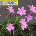 风雨兰种球四季开花浓香型重瓣葱兰韭兰盆栽室内阳台绿植