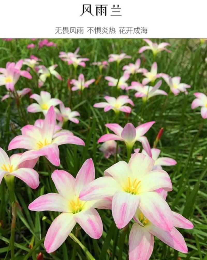 风雨兰种球四季开花浓香型重瓣葱兰韭兰盆栽室内阳台绿植