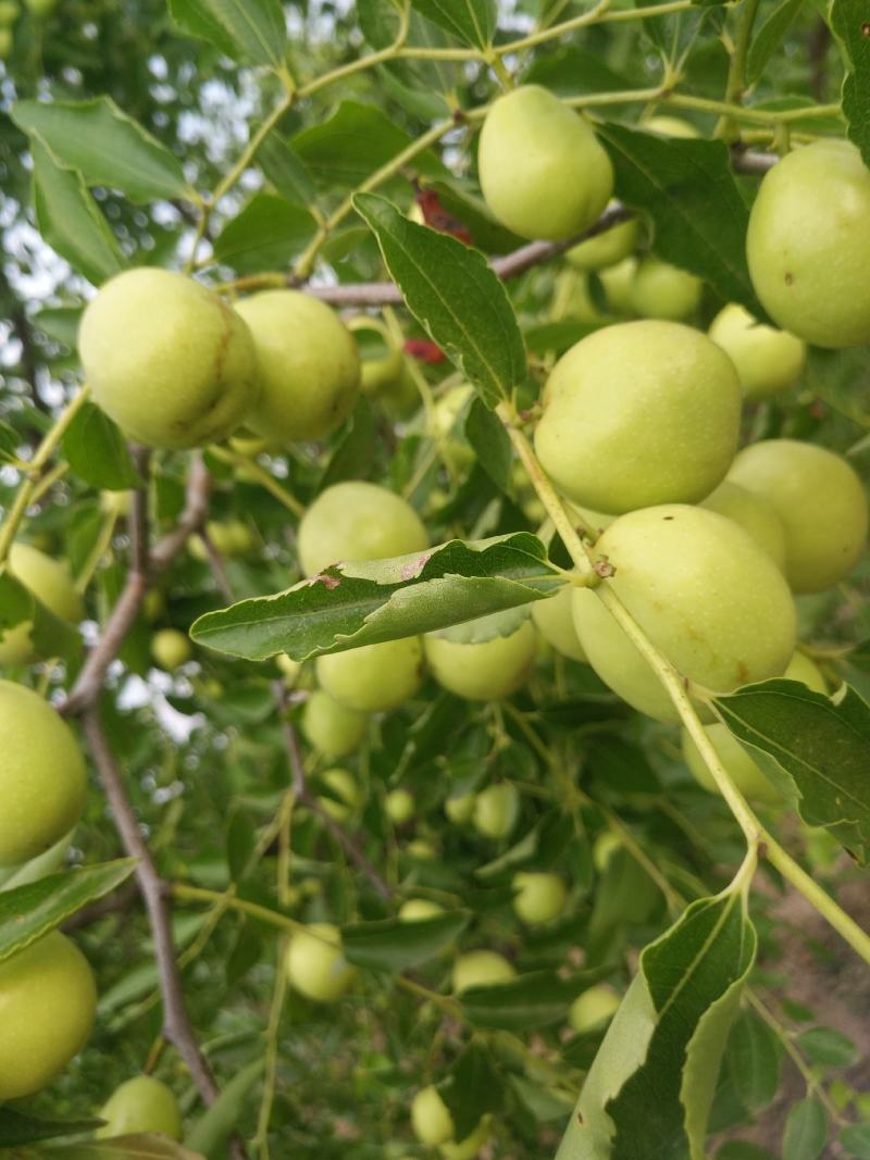 鲜枣，早脆王婆枣大量上市，日供量10万斤以上电商一件发