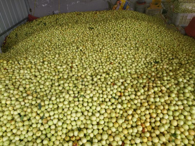 鲜枣，早脆王婆枣大量上市，日供量10万斤以上电商一件发