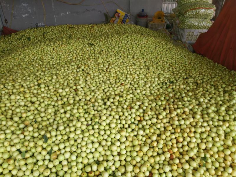鲜枣，早脆王婆枣大量上市，日供量10万斤以上电商一件发