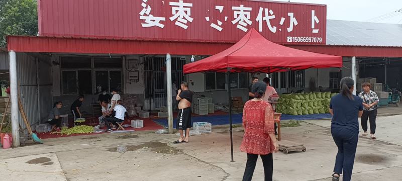 鲜枣，早脆王婆枣大量上市，日供量10万斤以上电商一件发