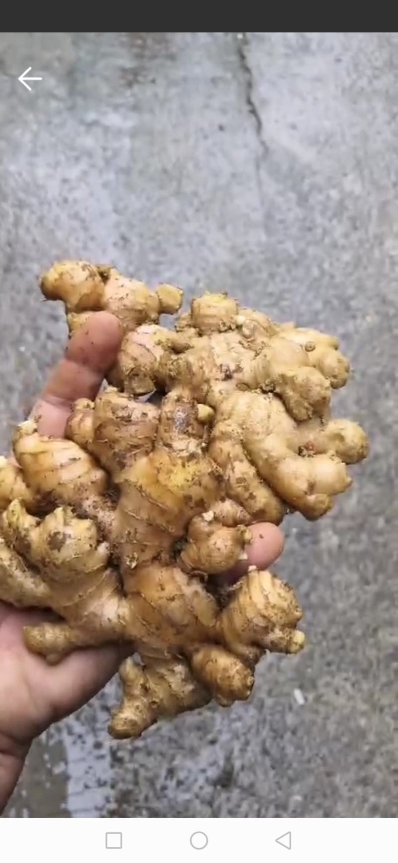 云南小黄姜老姜库存姜生姜辣味足黄口包邮适合散单