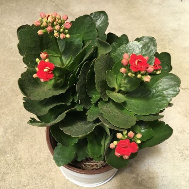 长寿花长寿花盆栽四季开花桌摆盆栽花卉绿植