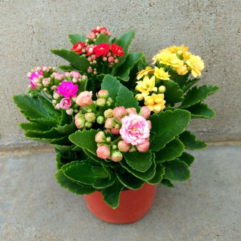 长寿花长寿花盆栽四季开花桌摆盆栽花卉绿植