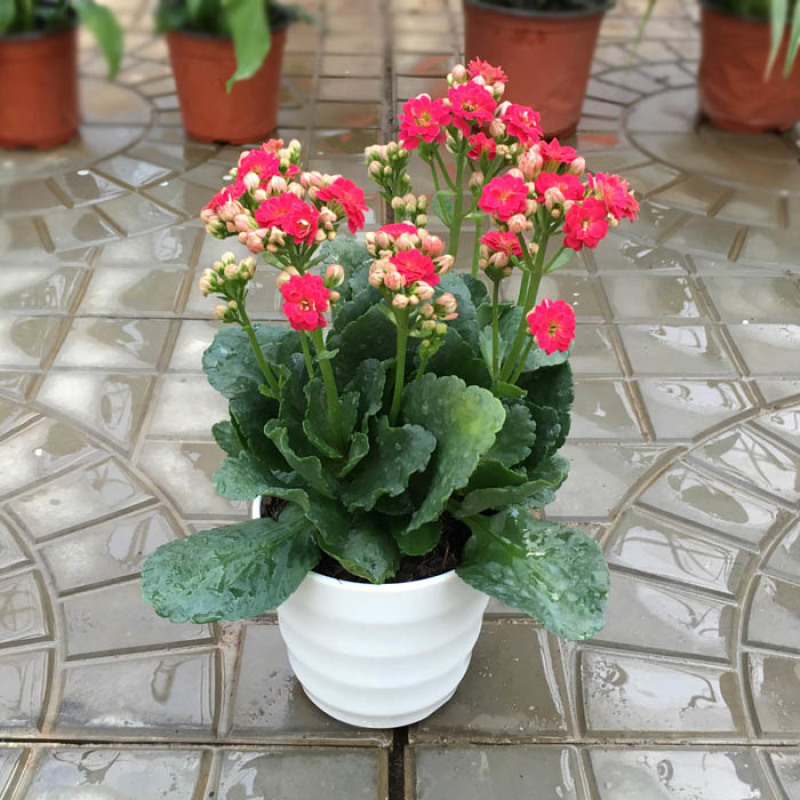 长寿花长寿花盆栽四季开花桌摆盆栽花卉绿植