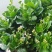 长寿花长寿花盆栽四季开花桌摆盆栽花卉绿植